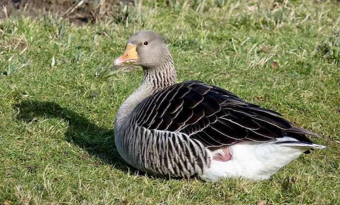 greylag geese